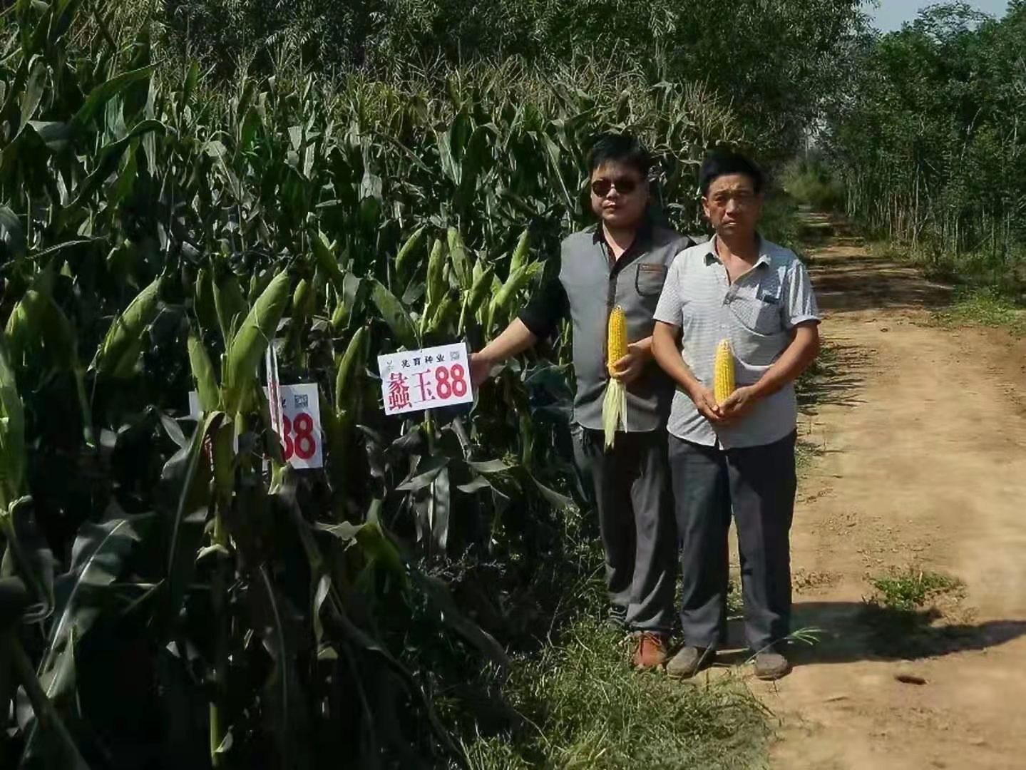 蠡玉88高产稳产玉米种